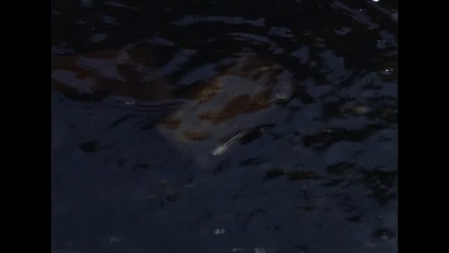 Stalker MMV смотреть онлайн