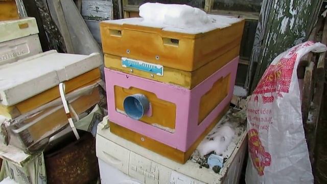 пчеловодство на ячейке 4,9 мм - часть 41, один отводок погиб, причина мне понятна 2.01.2024 смотреть онлайн