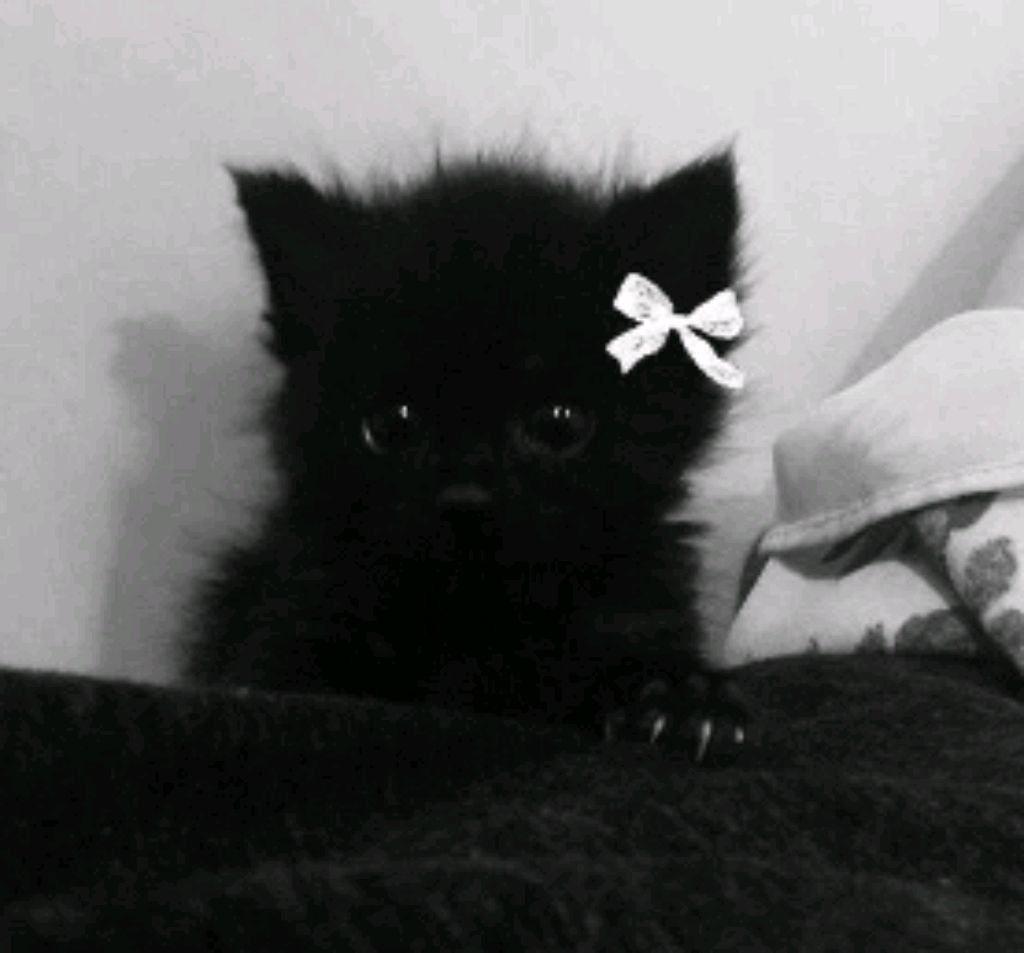 вызываем гномика желаний и других смотреть онлайн