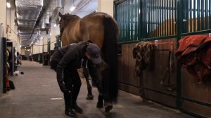Техника безопасности в конюшне с Алисой Олейник | EquiCenter School Северный