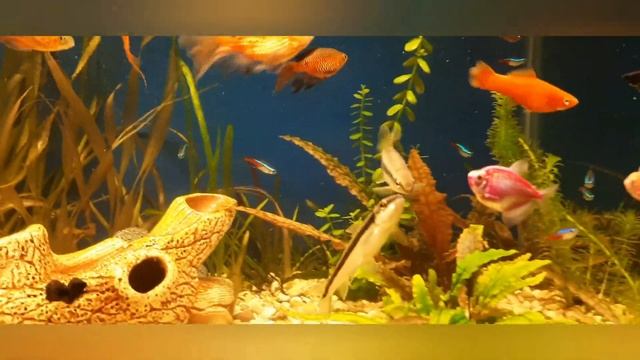 домашний аквариум смотреть онлайн
