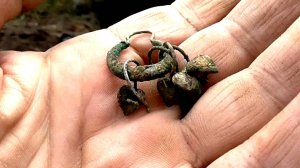 ВЫДРАЛ ИЗ ЗЕМЛИ.МОНЕТА СССР ЦЕНОЙ 5 000 ЗА ГРАММ.