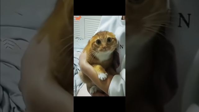 Сборник смешных видео с котиками😹#shorts