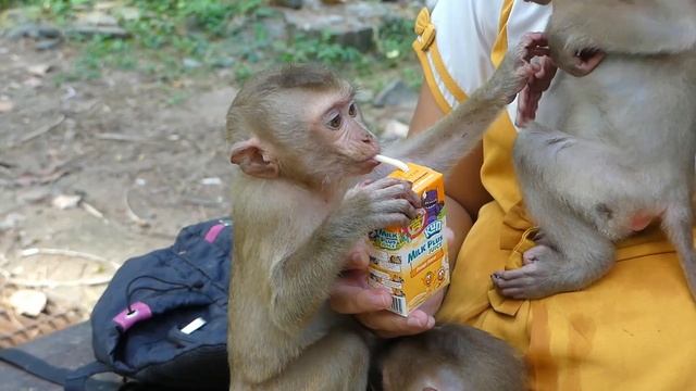 Lucy cry super loud can't wait mom KT give her milk later, Lucy is jealous to Apollo she want first смотреть онлайн