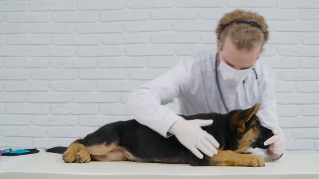 Managing a German Shepherd s Prey Drive with Small Animals смотреть онлайн