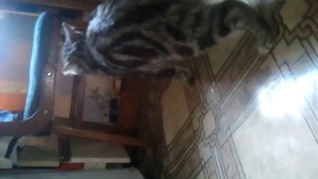 Кот на утро 1 Января.mp4 смотреть онлайн