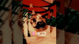 песня ~𝕤𝕚 - хочу ~