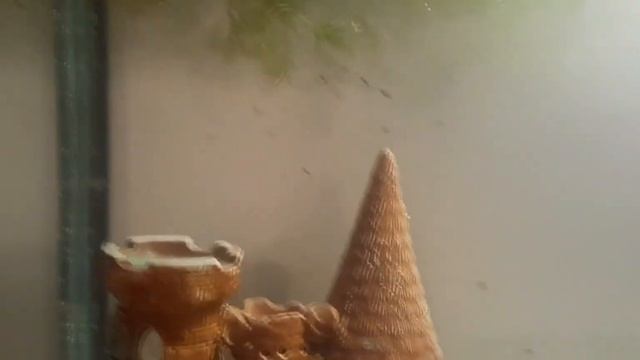 гуппи в новом доме смотреть онлайн