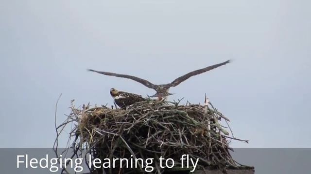 Osprey: The Beautiful Flight of the Osprey Bird of Prey Hunting Their Favorite Fish смотреть онлайн