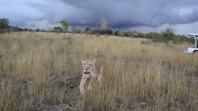 ВА�� ВИДЕО !!!Львица -автомобилист снова в машинке с людьми :) смотреть онлайн