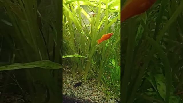 аквариум смотреть онлайн