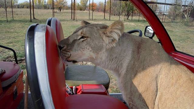 Лиза играется с машинкой , а Стерва обучила своим 'штучкам 'Азизу ! смотреть онлайн