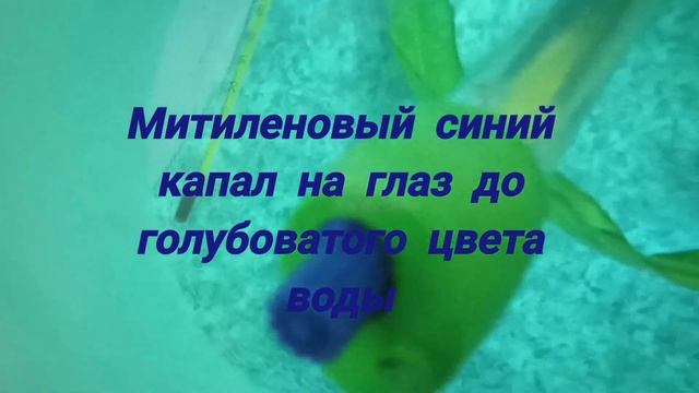 икра скалярии смотреть онлайн