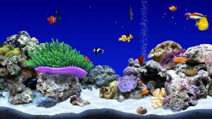 Digifish Clownfish - 2 Hours - 5 Tanks (4K)