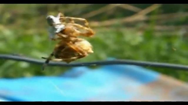 Orb Spider catching insects смотреть онлайн