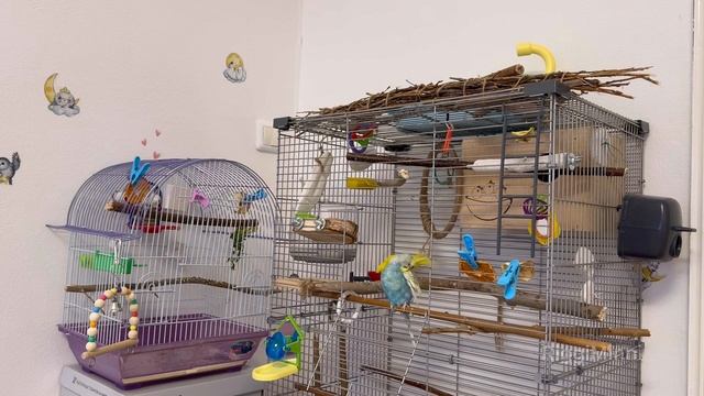 Целый час жизни волнистых попугаев в трёх минутах 💚 смотреть онлайн