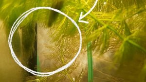 белые черви в аквариуме