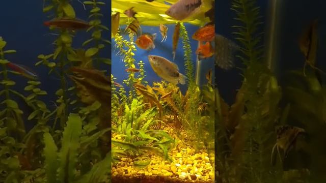 рыбки смотреть онлайн