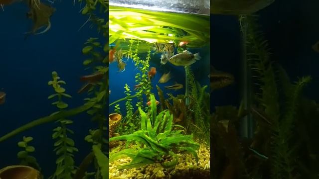 покормил белым хлебом смотреть онлайн