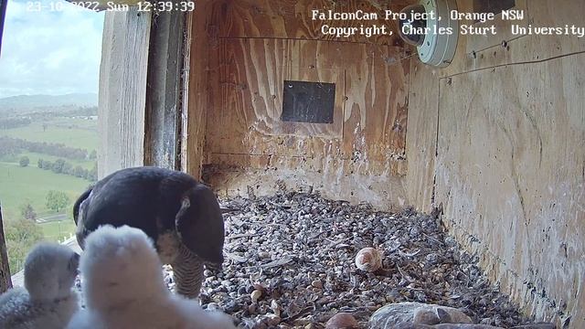 FalconCam Project~ Small prey , Indigo took a bite and went to the edge~12:37 p,m. 2022/10/23 смотреть онлайн