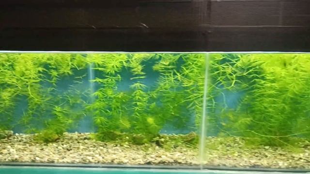 длинный аквариум смотреть онлайн