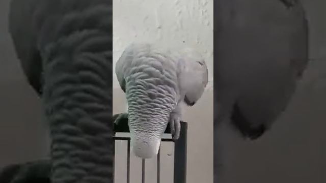 ...лошадка тыг дыг а урка жу жу... смотреть онлайн