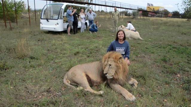 Как Олег Алексеевич тестирует львов . смотреть онлайн