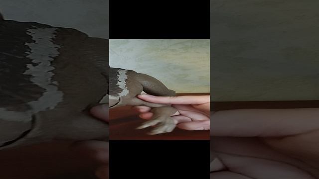 обзор на спинозавра маттел Spinosaurus Mattel