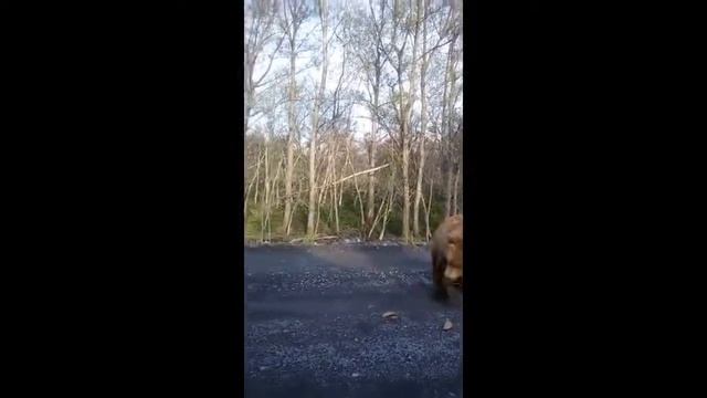 Встреча с медведем! смотреть онлайн