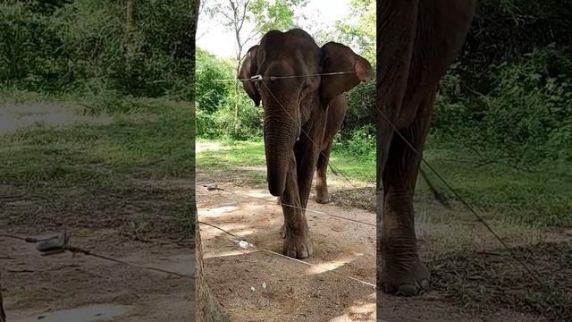 Шри-Ланка. Слон недовольно фыркает.Экскурсия Элла.Шри за 58 тысяч рубл с перелётом. @tutsi-dieti смотреть онлайн