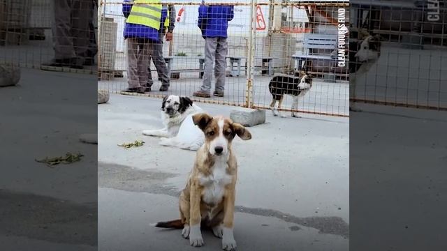 Saving the dogs of Chernobyl смотреть онлайн