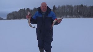 Удачная рыбалка на Селигере 2024, по первому очень тонкому льду.