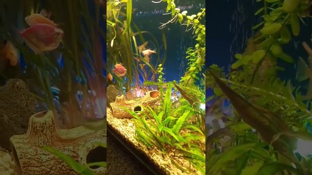 освещение смотреть онлайн