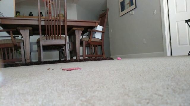 Esmeralda and The Jackson Galaxy worm смотреть онлайн