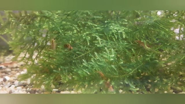 очень много креветок смотреть онлайн