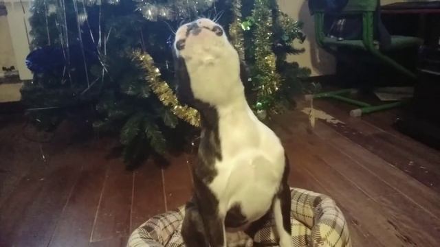 Мой пёс смотреть онлайн