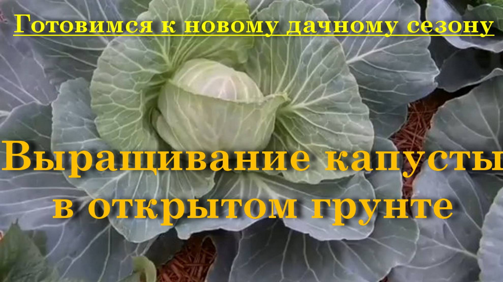 Выращивание капусты в открытом грунте смотреть онлайн