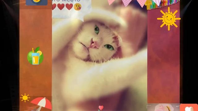 2DAnimation | Ух ты, говорящий кот без сапог, покорми его, покорми кота... смотреть онлайн