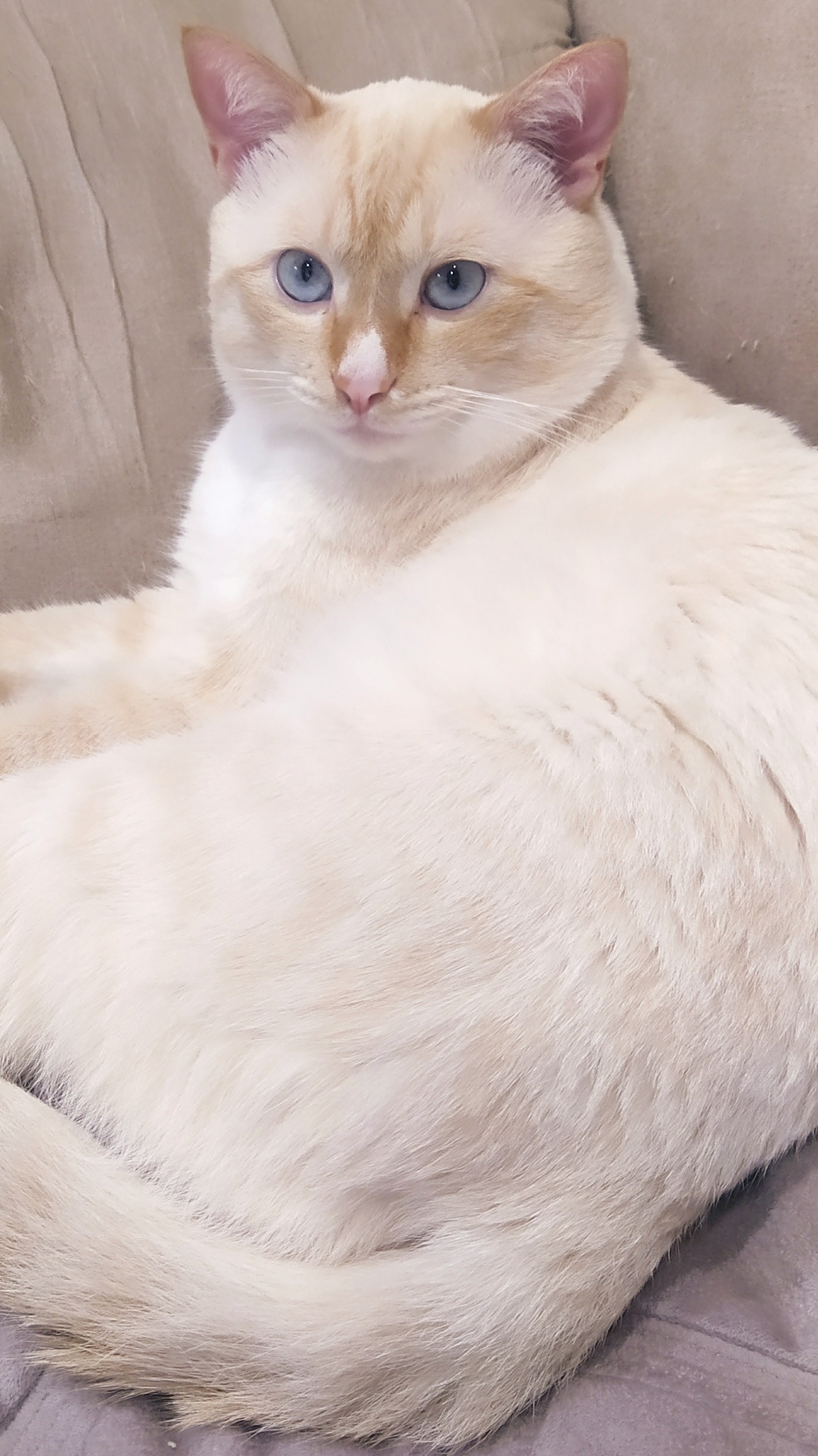 #shortvideoкушать хочу#shorts2024 #shortsеда  . хачапури.