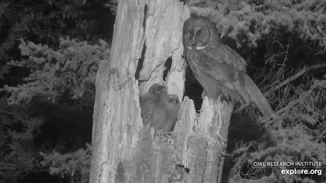 Great Gray Owl Male Prey x 6 смотреть онлайн