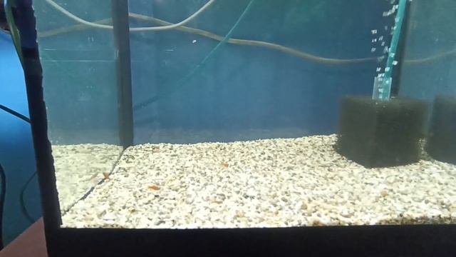 обзор рыбьего дома смотреть онлайн