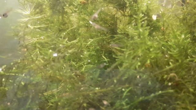 гуппи размножились смотреть онлайн