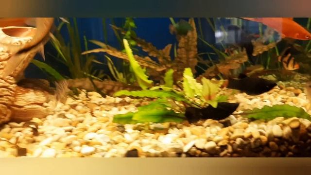 водорослеед и боция смотреть онлайн