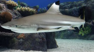 Рифовые акулы