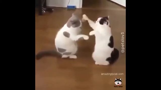 Свежая нарезка приколов с котами!!! смотреть онлайн
