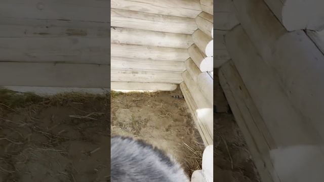 Говорящий волкособ Гулдан рассказывает про свои игрушки. смотреть онлайн