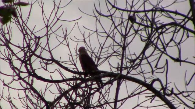 Eagle on a tree, waiting for prey смотреть онлайн