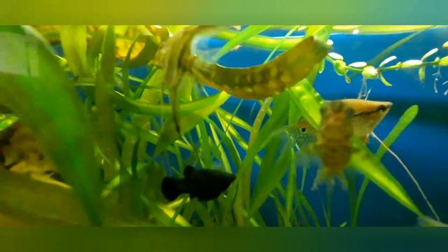 что с губами у скалярии смотреть онлайн