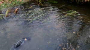 утонула собака на охоте . трагедия с дратхааром