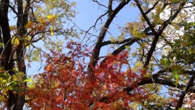 Любовь-рябина смотреть онлайн